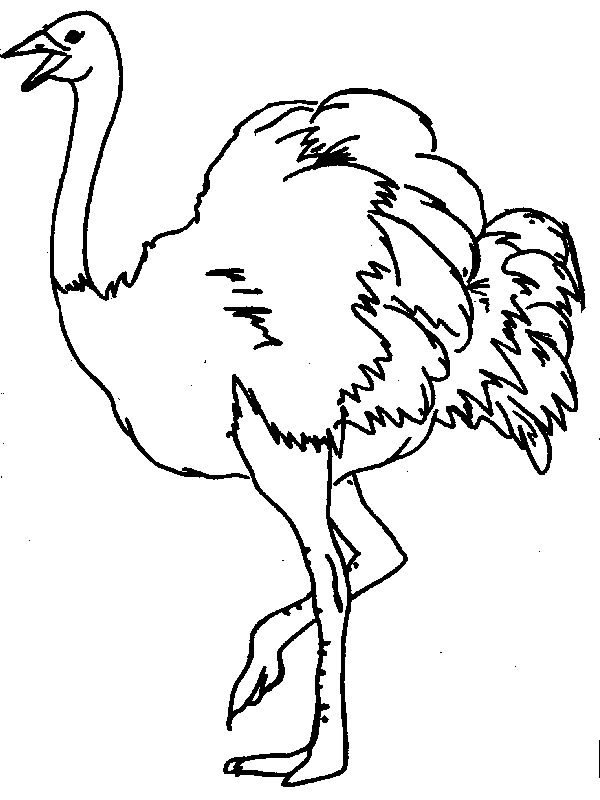 600x800 Ostrich Clipart Black And White