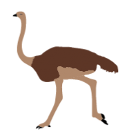 200x200 Ostrich Clipart Archives