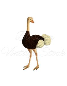 236x305 Ostrich Clipart Neck