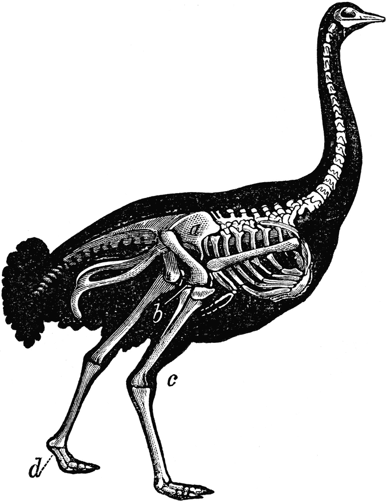 788x1024 Skeleton Of Ostrich Clipart Etc