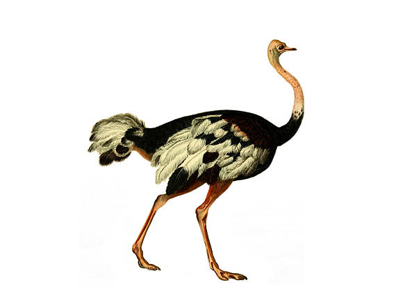 570x440 Vintage Ostrich Clipart, French Clipart, Children's Wall Art