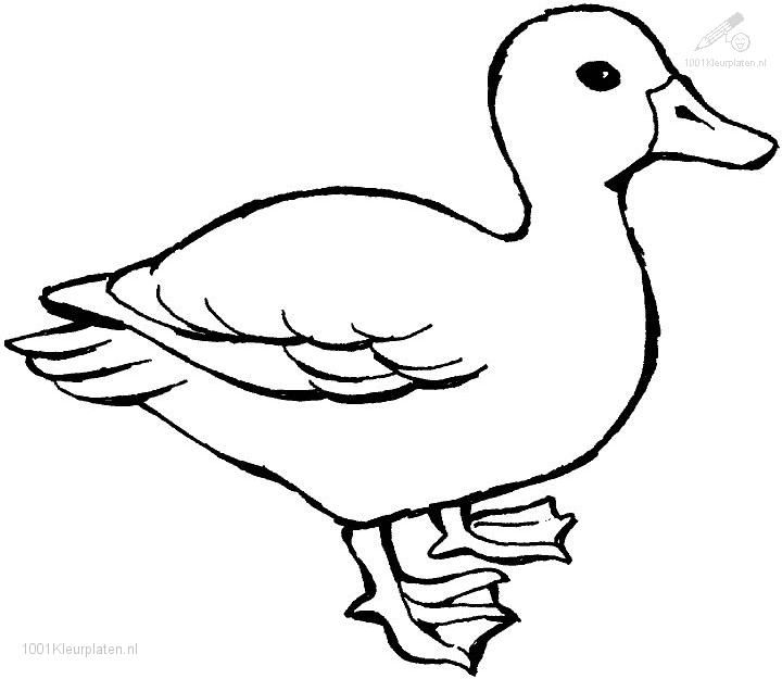 Outline Of A Duck Free download on ClipArtMag