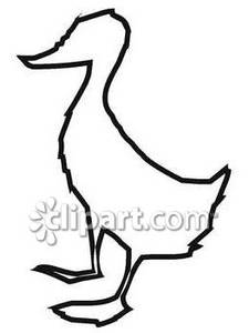 225x300 Of A Standing Duck