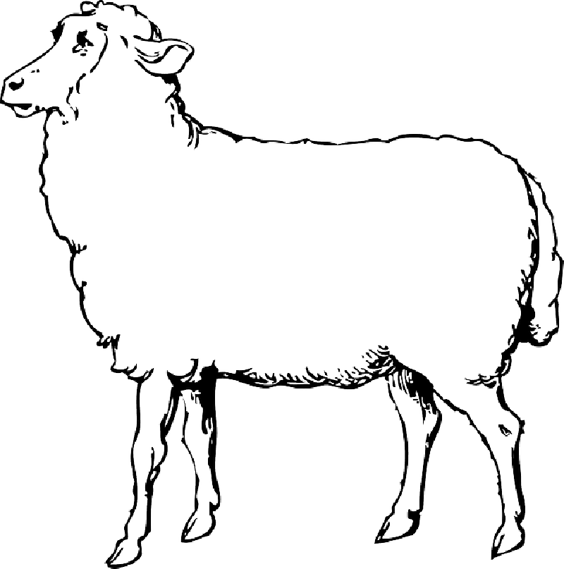 800x807 Animals, Black, Food, Outline, Drawing, Sketch, White