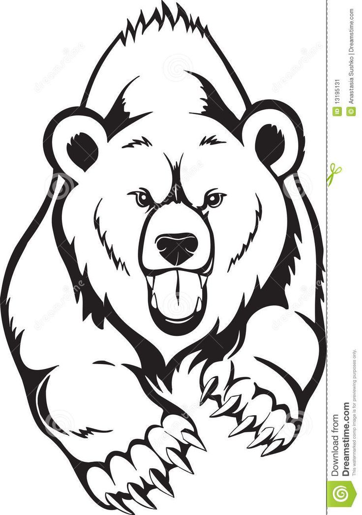 736x1047 Best Grizzly Bear Drawing Ideas Animal Skull