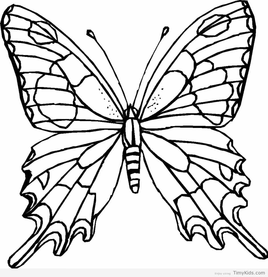 Outline Of Butterfly