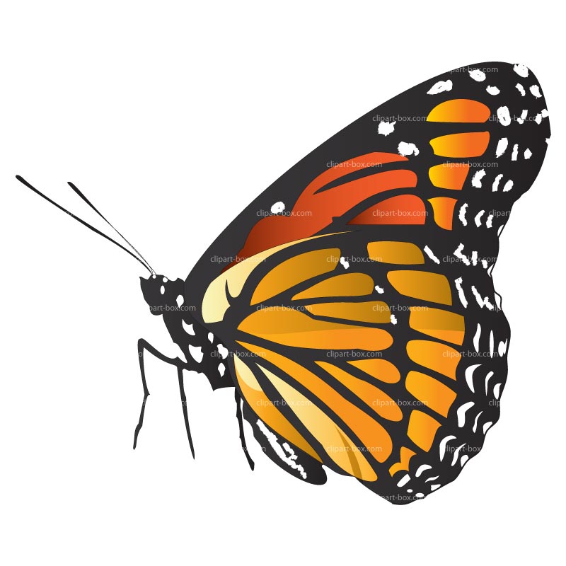 800x800 Profile Butterfly Clipart Outline