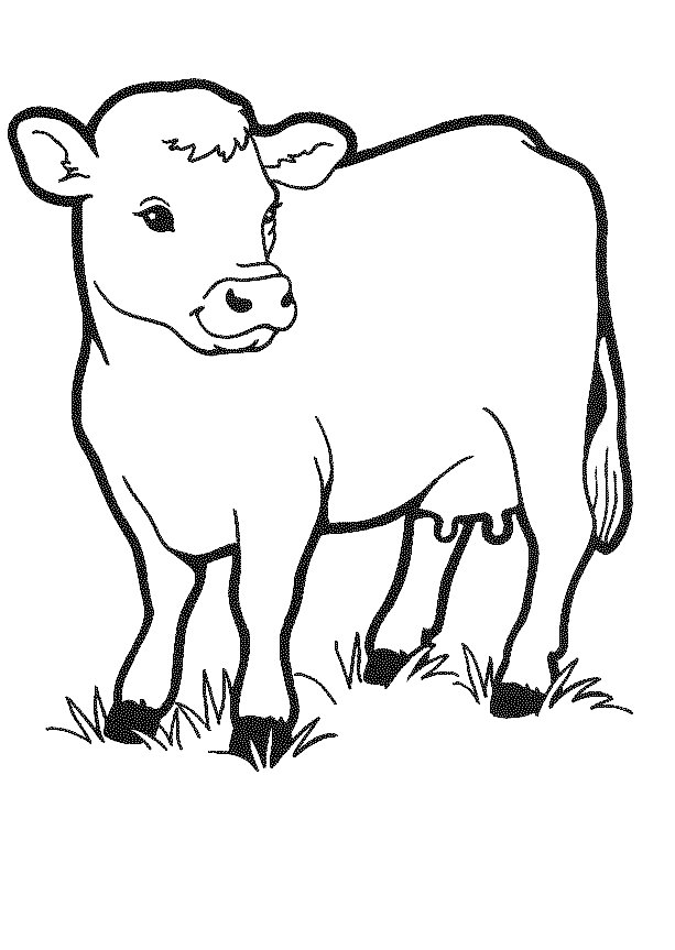 613x863 Free Printable Cow Coloring Pages For Kids Nativity Animals