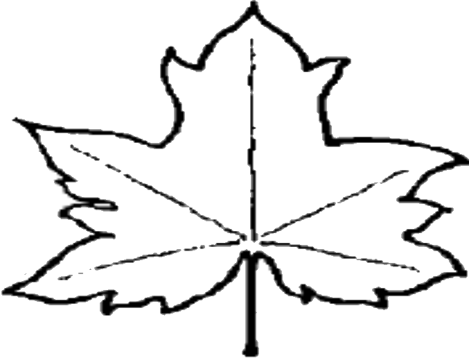 677x516 File Leaf Outline Wikipedia Clipart
