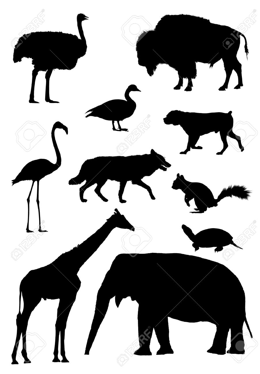 903x1300 Vector Outlines For Animals African Ostrich, Bison, Canadian