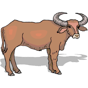 300x300 Top 83 Ox Clipart