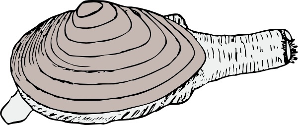600x252 Clam Vector Free Vector Download (6 Free Vector) For Commercial