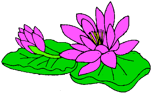 591x365 Lily Clipart Water Lily
