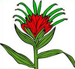 242x223 Free Indian Paintbrush Clipart