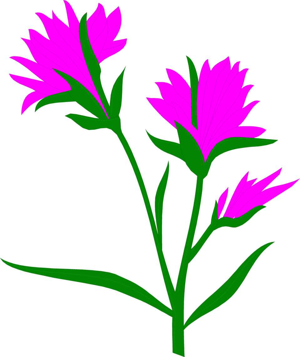 958x1140 Indian Paintbrush Free Stock Photo Illustration Of Purple