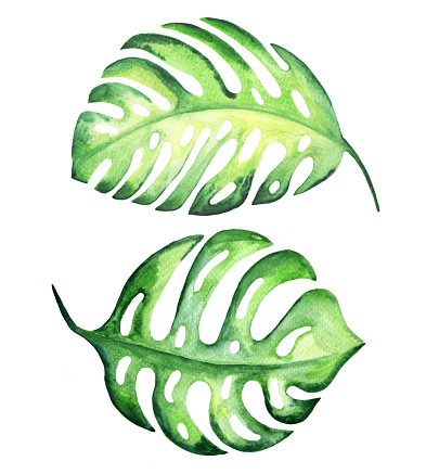 393x437 Leaves Clipart Tropical Leaf