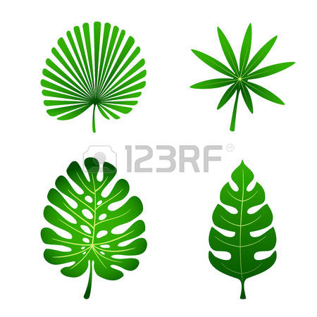 450x450 Isolated Leaf Clipart, Explore Pictures