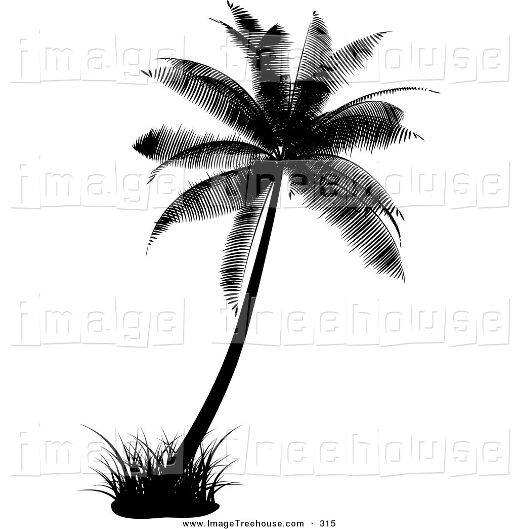 1024x1044 Palm Tree Clipart Clipart Panda