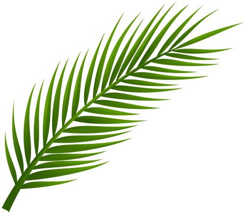 500x436 Best Palm Tree Clip Art Ideas Palm Tree Images