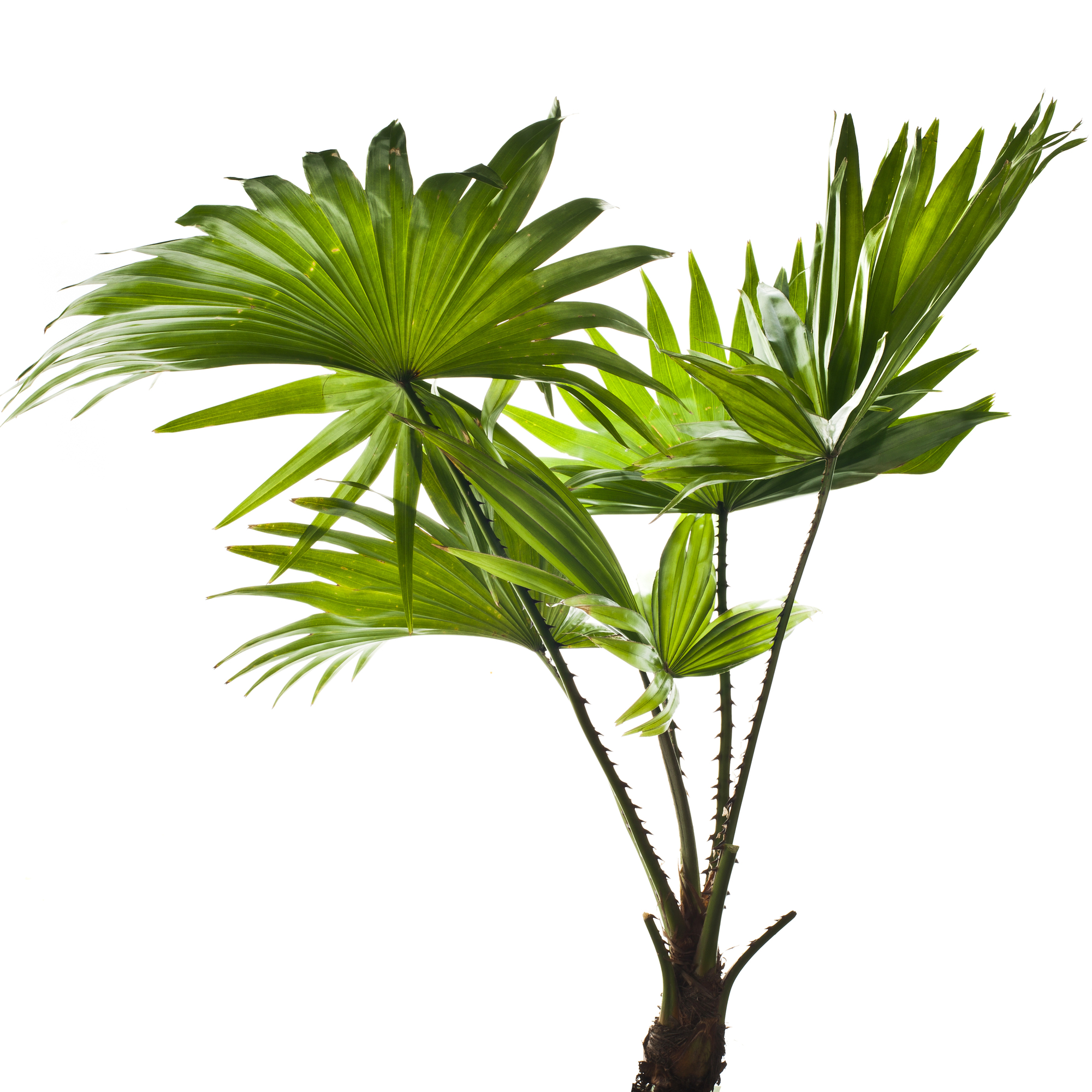 2000x2000 Thoughtful Reasons To Give A Tropical Plant As A Christmas Gift