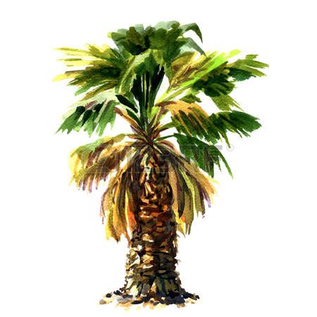 450x450 Best Palm Tree Sketch Ideas Marker, Copic