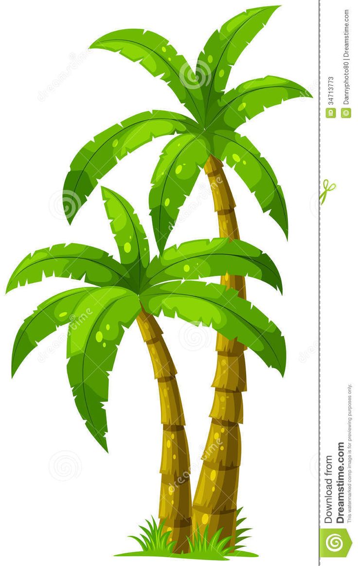 736x1162 Palm Tree Clipart No Background