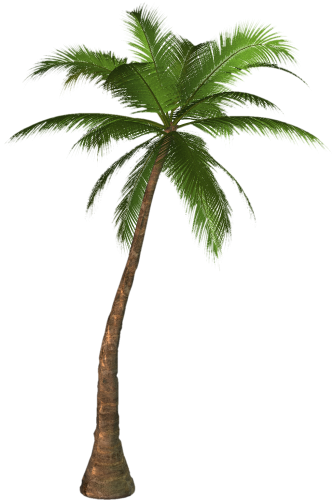 Palm Tree No Background | Free download on ClipArtMag