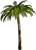 144x200 Palm Tree Png Images, Download Free Pictures