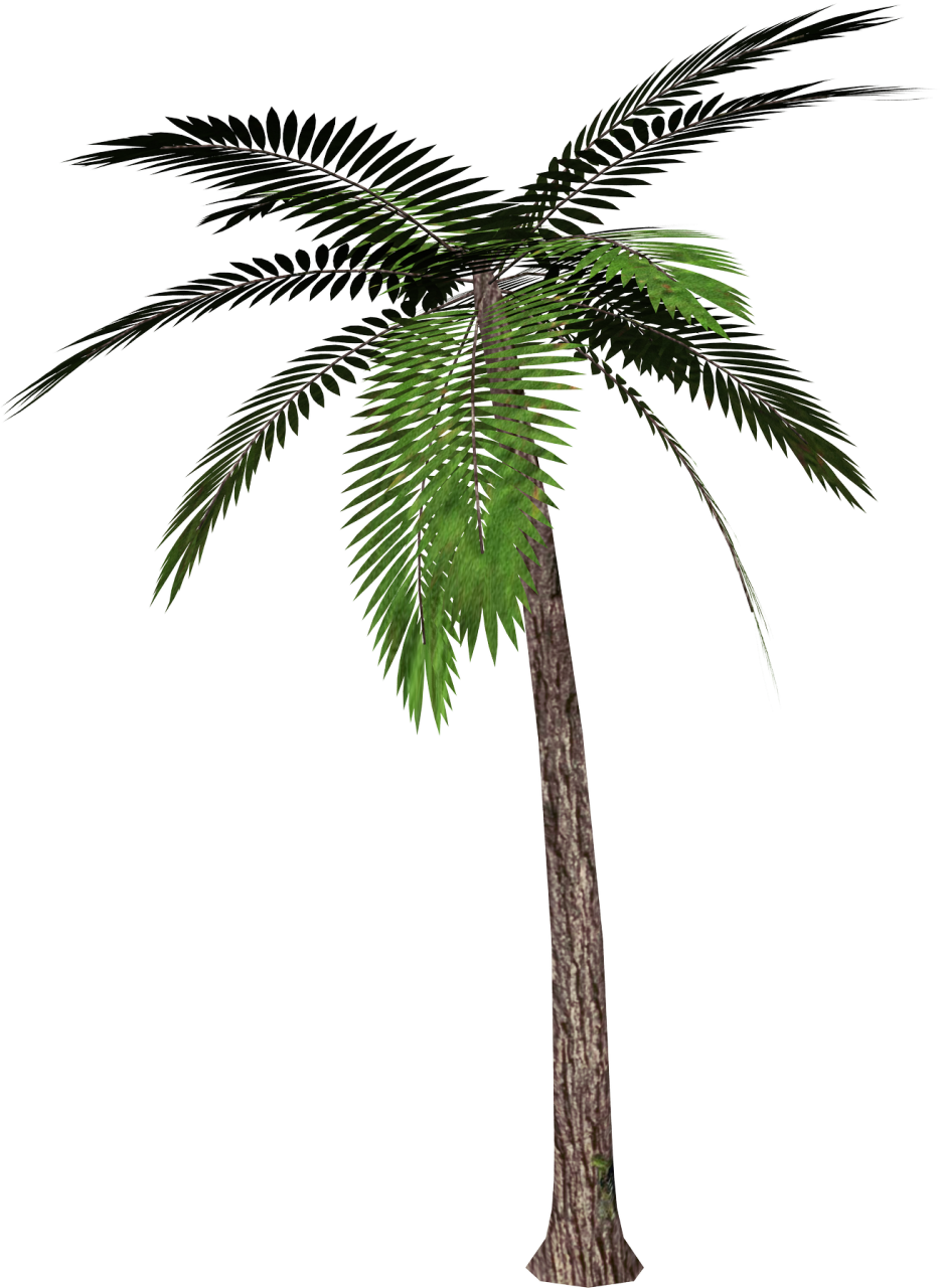 936x1280 Free Palm Tree Clipart