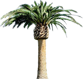 352x335 Large Palm Tree Clipart On Clipart Panda