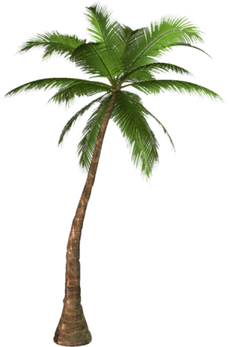 327x495 Two Palm Trees Png Clipart Image Summer Clip