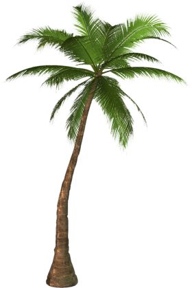280x419 The Best Palm Tree Png Ideas Palm Tree