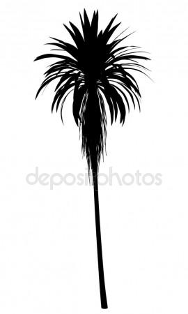 270x450 Palm Tree Silhouette Stock Photos, Royalty Free Palm Tree