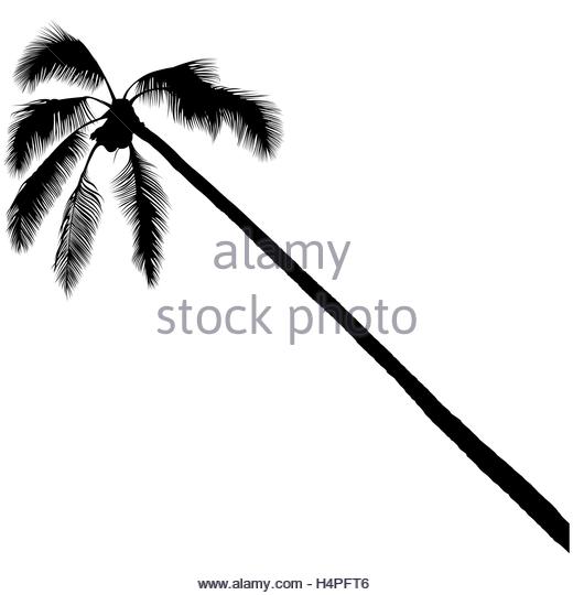 520x540 Coconut Palm Tree Black And White Stock Photos Amp Images