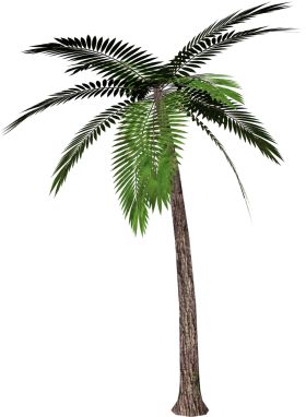 280x382 The Best Palm Tree Png Ideas Palm Tree