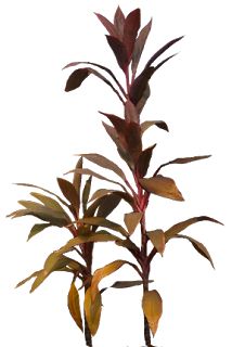 214x320 202 Best Plants Images Landscape Architecture