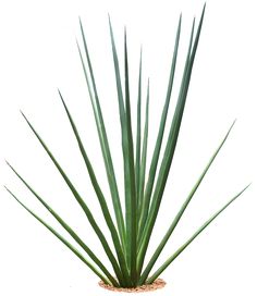 236x272 A Collection Of Tropical (And Subtropical) Plant Images