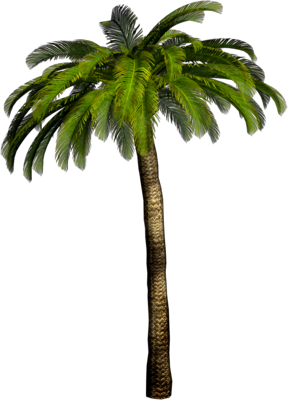 288x400 Palm Tree Png