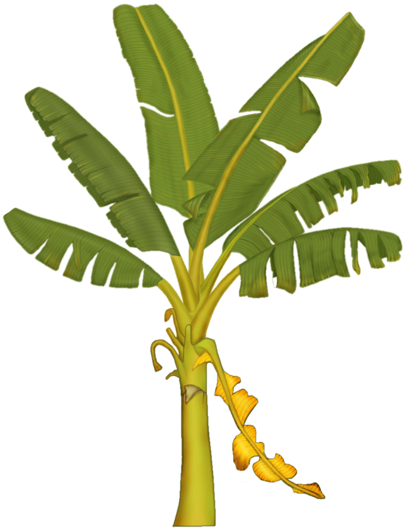 837x1086 Banana Palm Tree Clipart, Explore Pictures