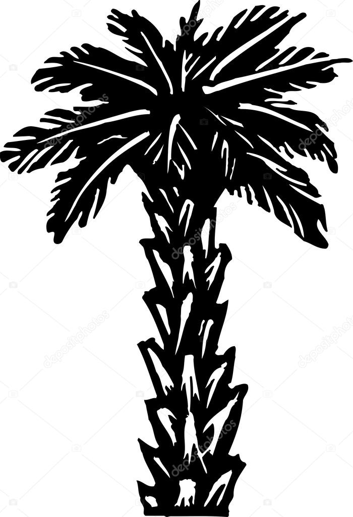 700x1023 Palm Tree Stock Vector Ronjoe