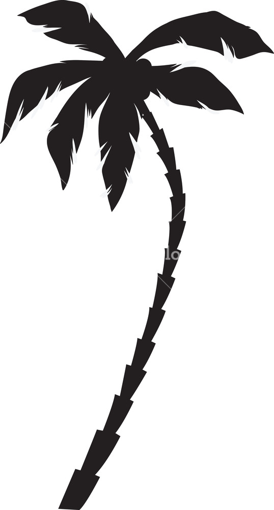 538x1000 Vector Palm Tree Royalty Free Stock Image