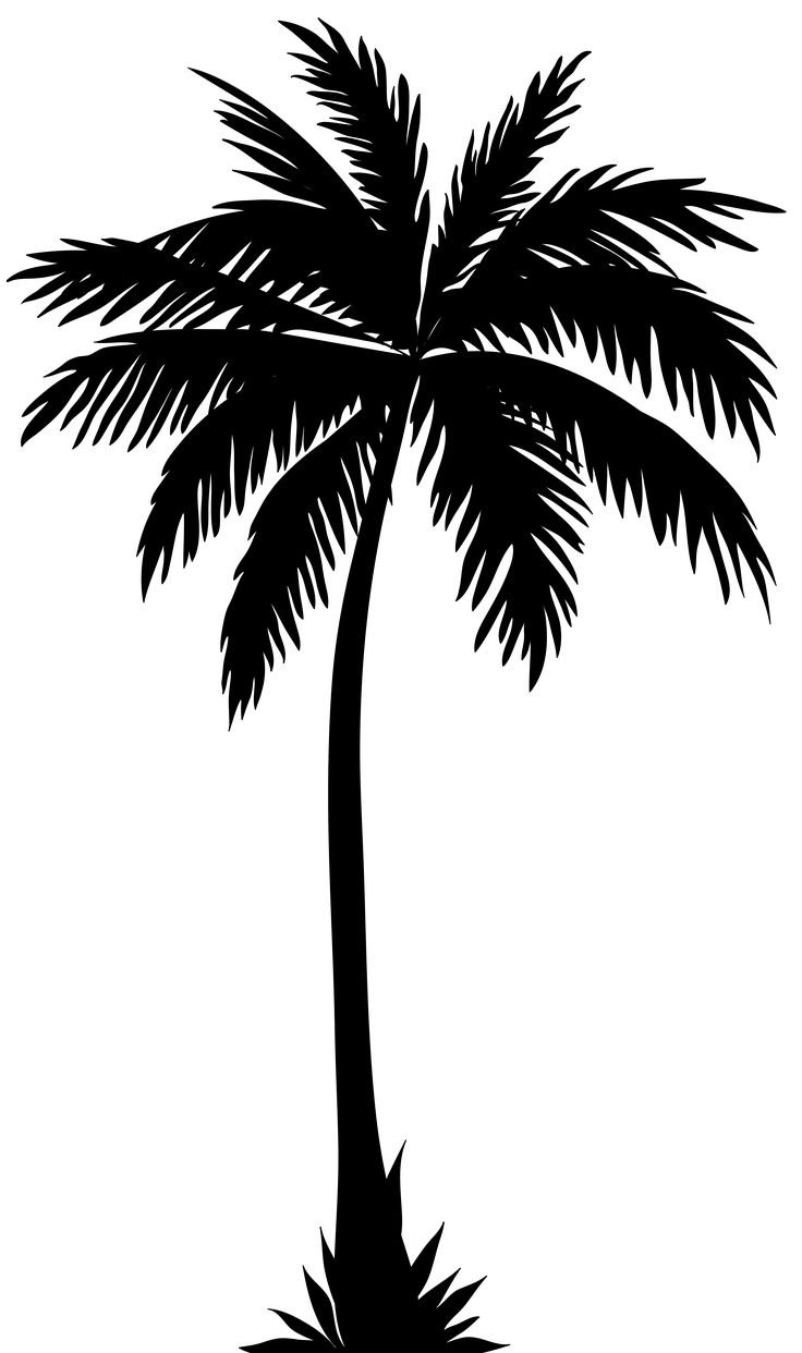 736x1242 Palm Tree Clipart Black And White
