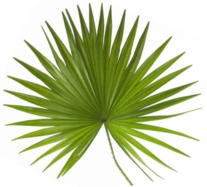 300x272 Difference Between Palmetto And Palm Trees