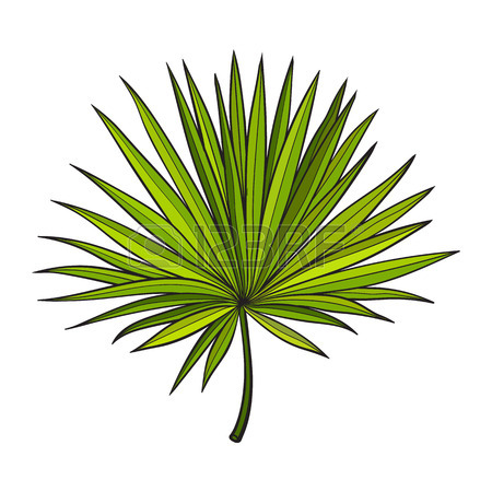 450x450 Full Fresh Fan Shaped Leaf Of Palmetto Tree, Vector Illustration