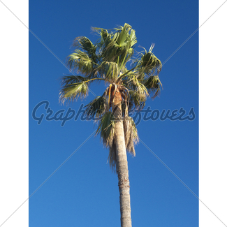 325x325 Palm Tree Close Up Gl Stock Images