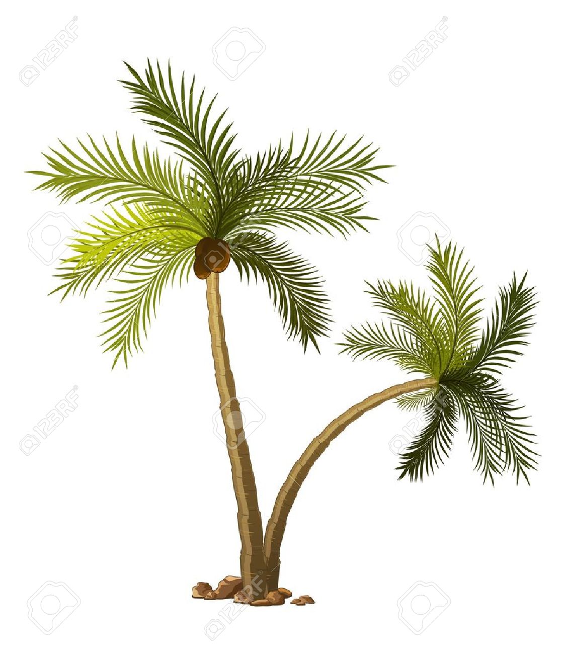1119x1300 Palm Tree Clipart White Background