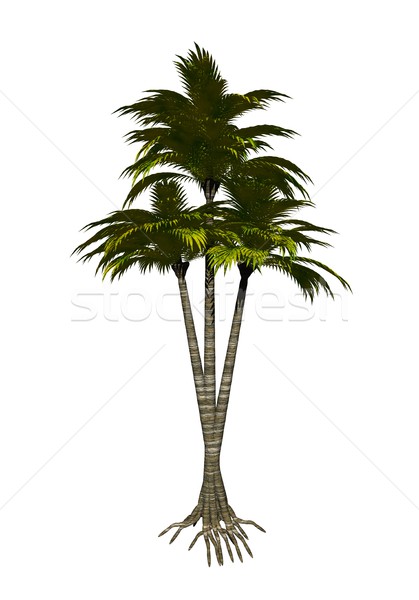 419x600 Palm Tree Isolated Stock Photos, Stock Images And Vectors Stockfresh