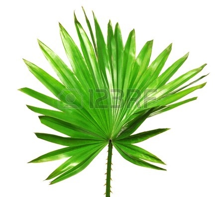 450x396 Palmetto Tree Stock Photos Amp Pictures. Royalty Free Palmetto Tree