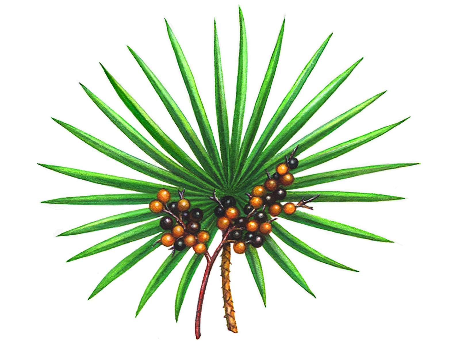 1600x1200 The Pcos Factor Saw Palmetto For Pcos Hair Loss