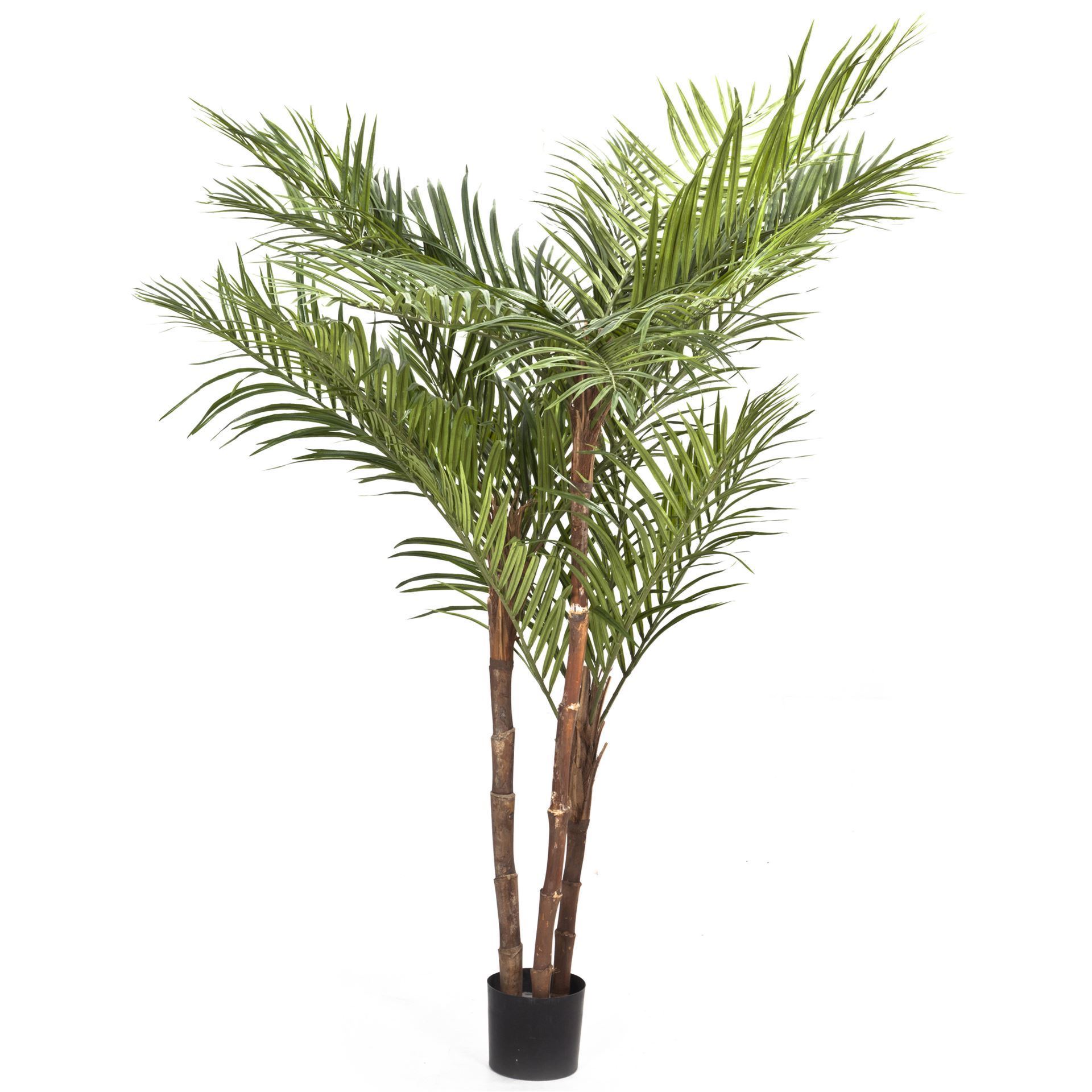 1920x1920 Areca Palm Tree H120cm Green The One. Furniture Dubai